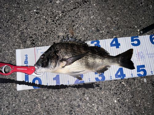 チヌの釣果