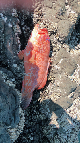 スジアラの釣果