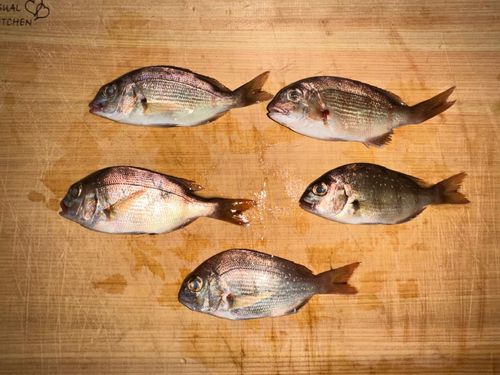 チャリコの釣果