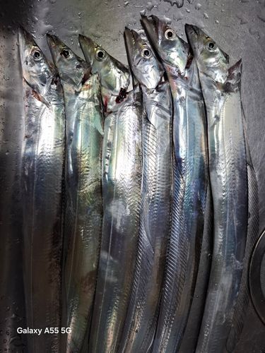 タチウオの釣果