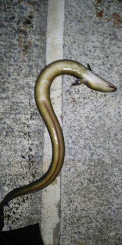 ウナギの釣果