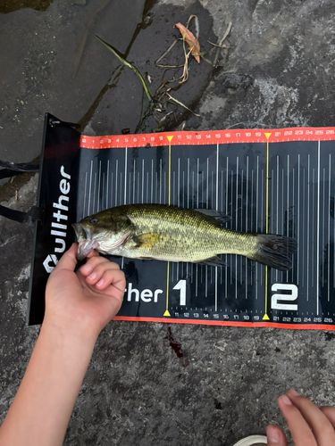 ラージマウスバスの釣果