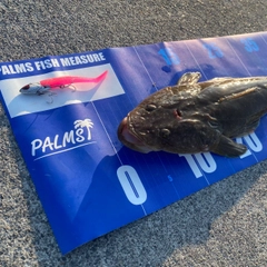 マゴチの釣果