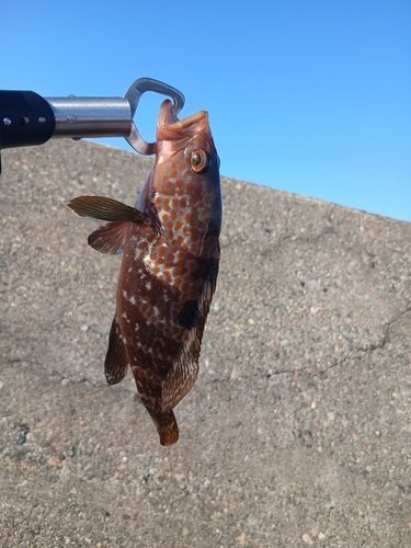 キジハタの釣果