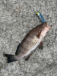 オオモンハタの釣果