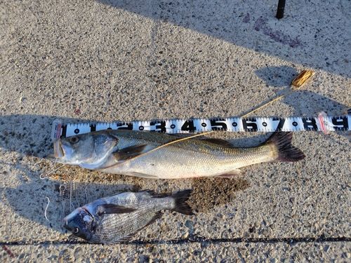 スズキの釣果