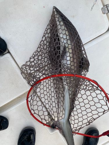 サメの釣果