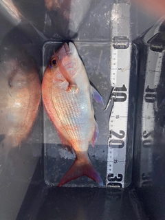 タイの釣果