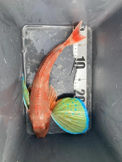 ホウボウの釣果