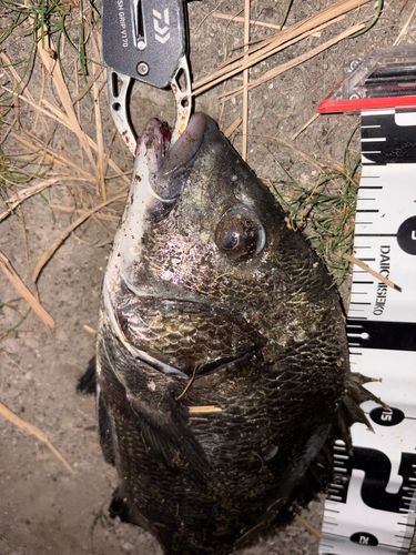 クロダイの釣果