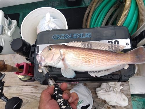 シロアマダイの釣果