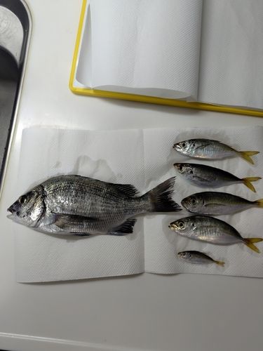 クロダイの釣果