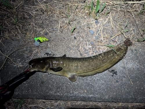 ナマズの釣果