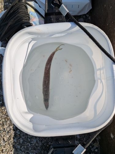カマスの釣果