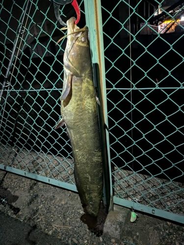 ナマズの釣果
