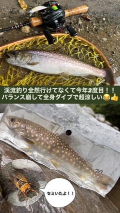 イワナの釣果