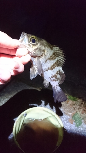 メバルの釣果