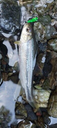 カワムツの釣果