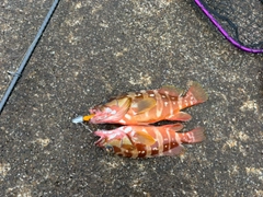 アカハタの釣果