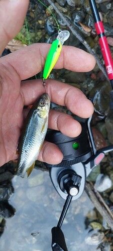 カワムツの釣果
