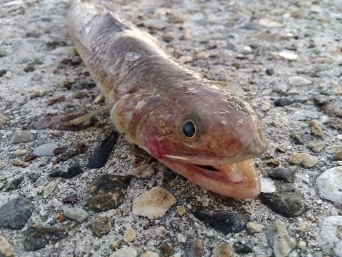 エソの釣果