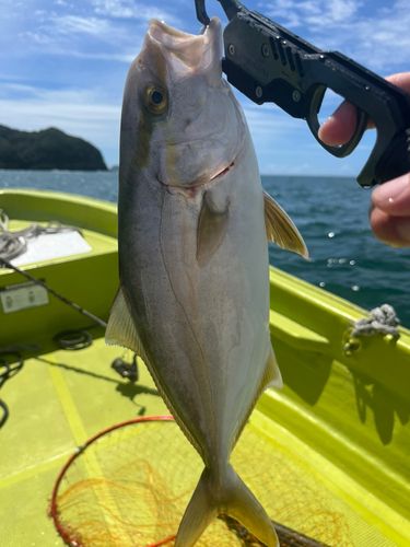 シオの釣果