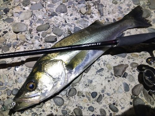 シーバスの釣果