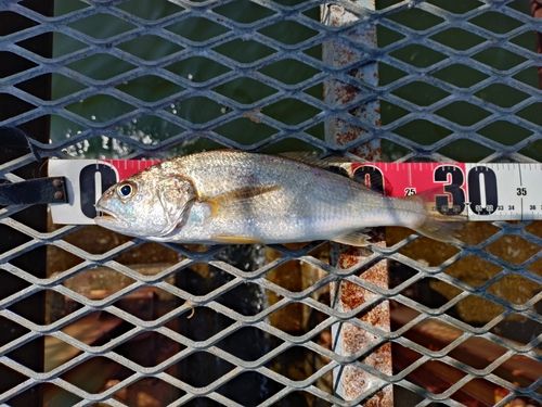 イシモチの釣果