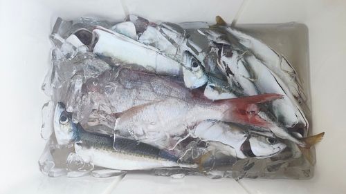 サバの釣果