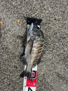 チヌの釣果