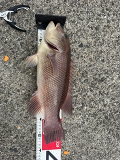 カンダイの釣果