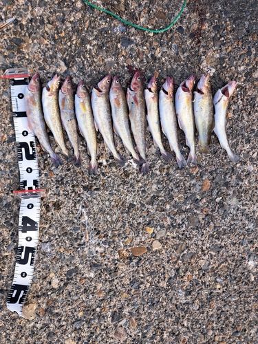 コマイの釣果
