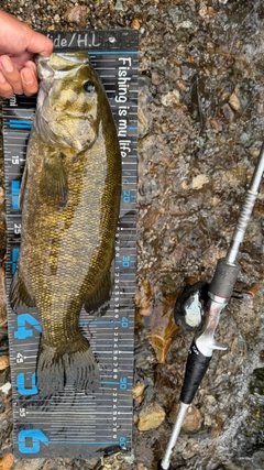 スモールマウスバスの釣果