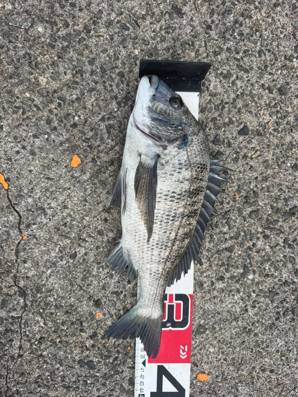 DAIWA 20トーナメント ISO AGS 1.5-53・Rの最安値・インプレ・釣果