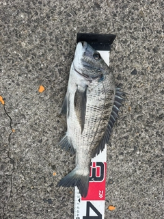 チヌの釣果