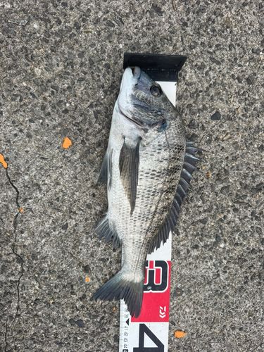 チヌの釣果