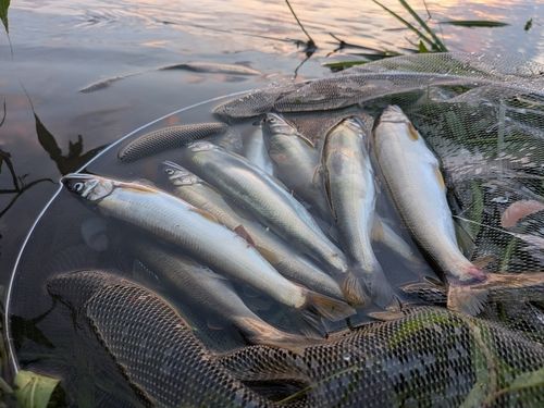 アユの釣果