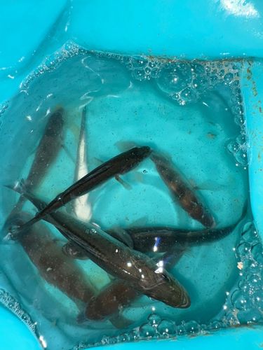 セイゴ（マルスズキ）の釣果