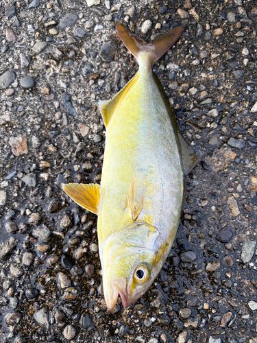ショゴの釣果