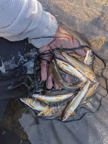 アユの釣果