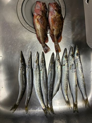 カマスの釣果