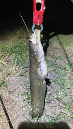 ナマズの釣果