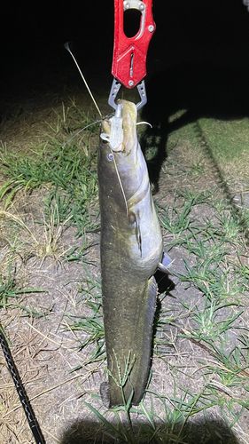 ナマズの釣果