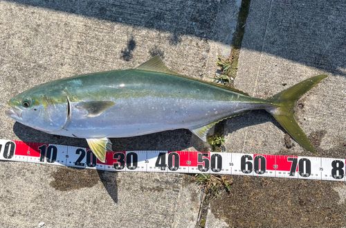 ワラサの釣果