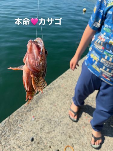 カサゴの釣果
