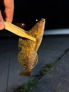 クロソイの釣果