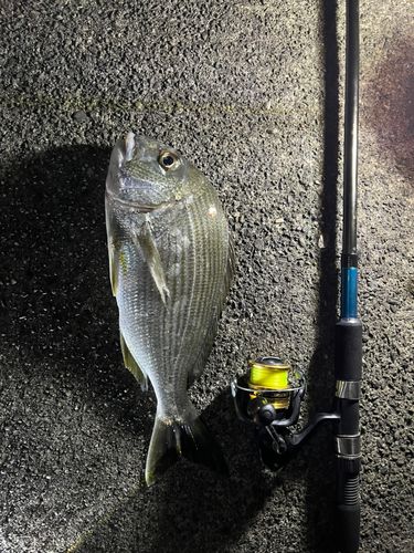 キビレの釣果