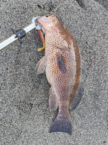 オオモンハタの釣果