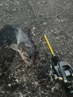 クロソイの釣果