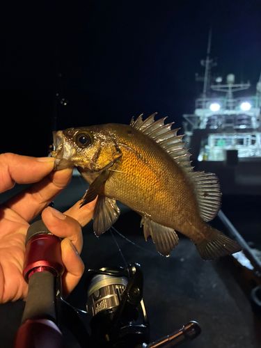 メバルの釣果